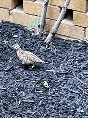 Coturnix