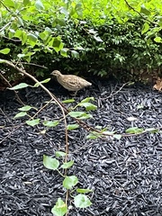 Coturnix