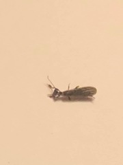 Oligotoma nigra