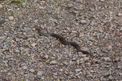 Vipera berus