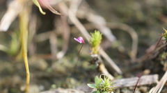 Utricularia minutissima