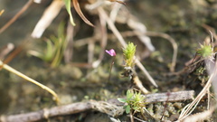 Utricularia minutissima