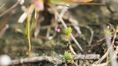 Utricularia minutissima