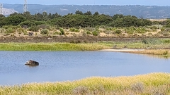 Egretta novaehollandiae