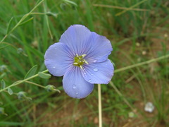 Linum perenne