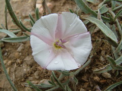 Convolvulus ammannii