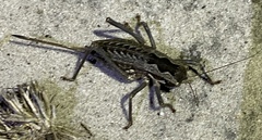 Pachysaga croceopteryx