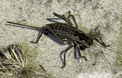 Pachysaga croceopteryx