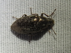 Pechalius dentiger