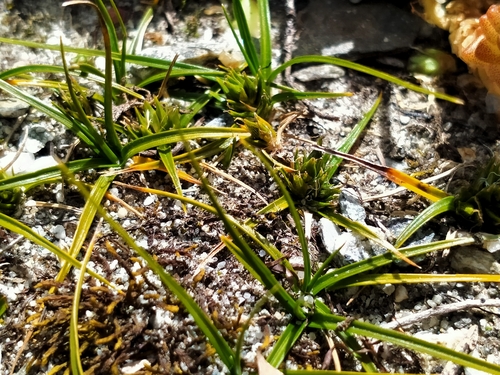 Image of Carex resectans by (c) John Barkla, some rights reserved (CC BY)