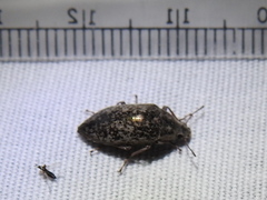 Pechalius dentiger