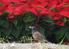 Acridotheres tristis