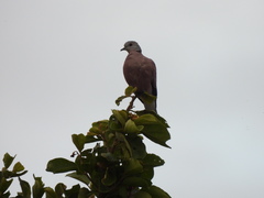 Streptopelia tranquebarica