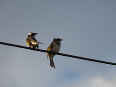 Pycnonotus sinensis formosae