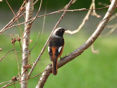 Phoenicurus auroreus