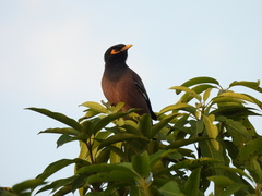 Acridotheres tristis