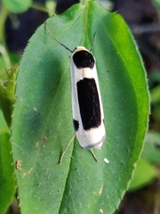 Thysanoptyx