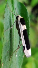 Thysanoptyx