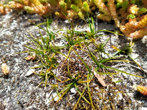 Image of Carex resectans by (c) John Barkla, some rights reserved (CC BY)