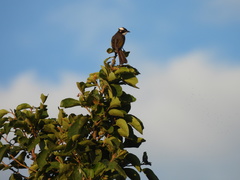 Pycnonotus sinensis formosae