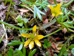 Ranunculus glabrifolius
