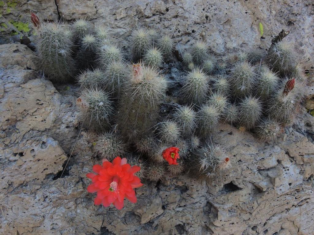 Echinocereus huitcholensis
