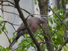 Streptopelia chinensis