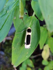 Thysanoptyx