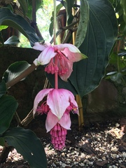Medinilla magnifica