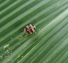 Epilachna crassimala