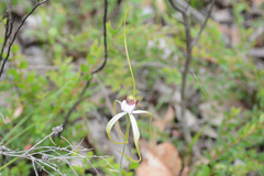 Caladenia serotina