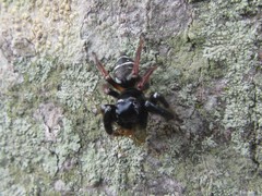 Zenodorus metallescens