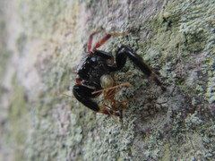 Zenodorus metallescens