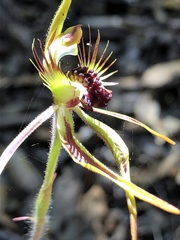 Caladenia corynephora