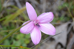 Elythranthera emarginata