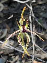 Caladenia corynephora