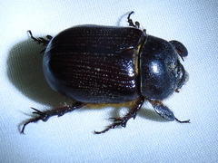 Orizabus clunalis