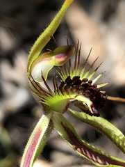 Caladenia corynephora