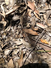 Caladenia corynephora