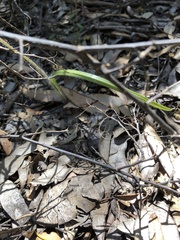 Caladenia corynephora