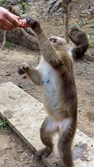Macaca assamensis