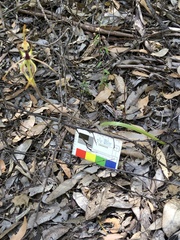 Caladenia corynephora