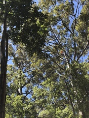 Caladenia corynephora
