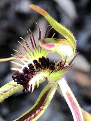 Caladenia corynephora