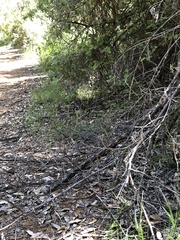 Caladenia corynephora