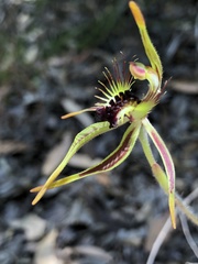 Caladenia corynephora