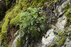 Tanacetum poteriifolium
