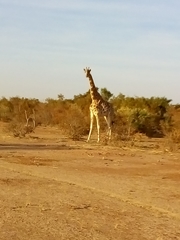 Giraffa camelopardalis peralta