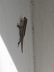 Lygodactylus capensis