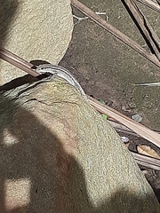 Lygodactylus capensis